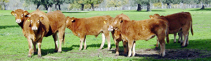 Ternera de Salamanca