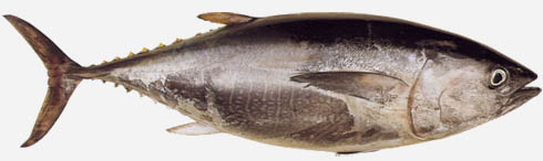 Thunnus obesus